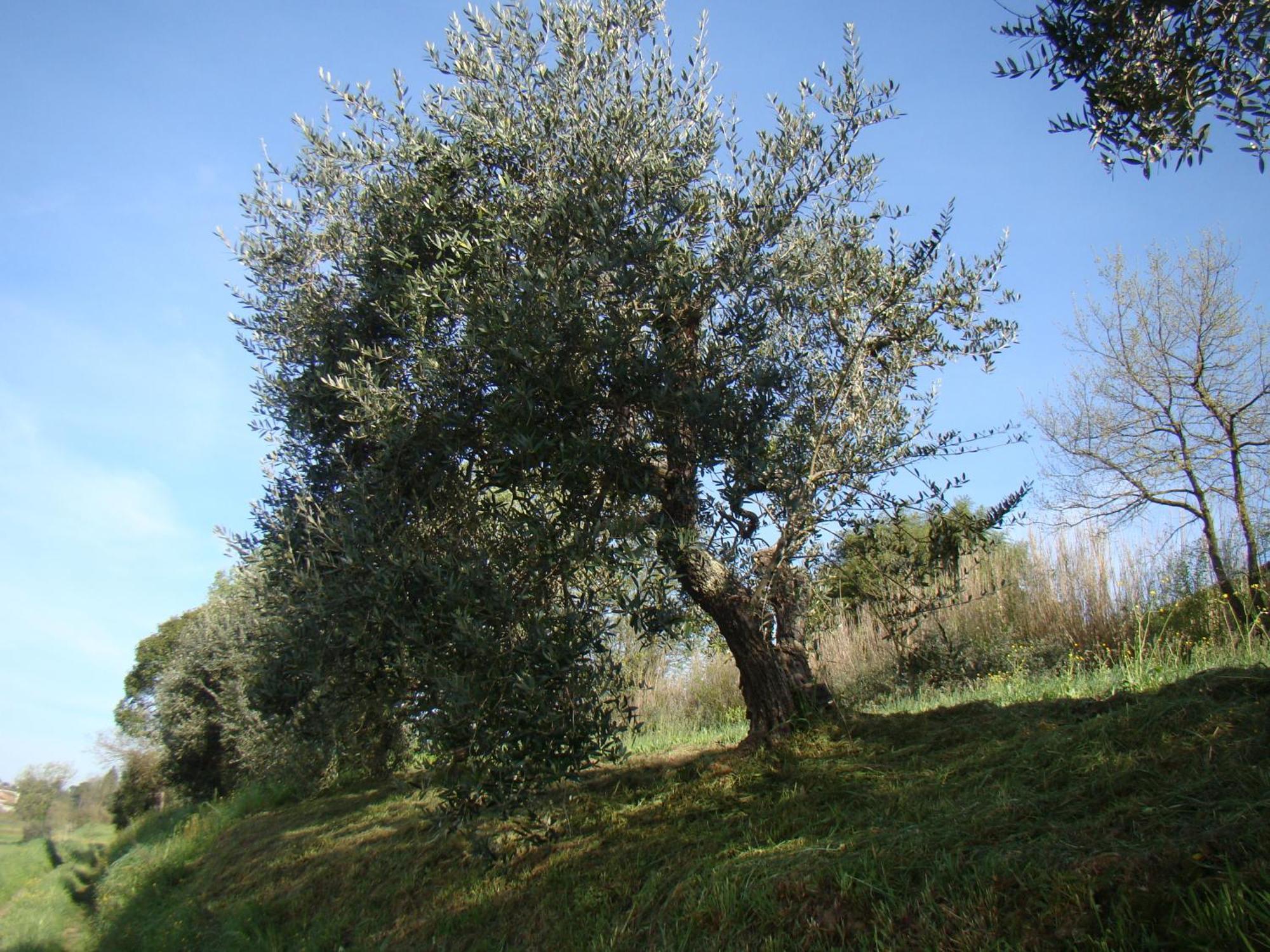 Podere Gian Battaglia Fucecchio Esterno foto