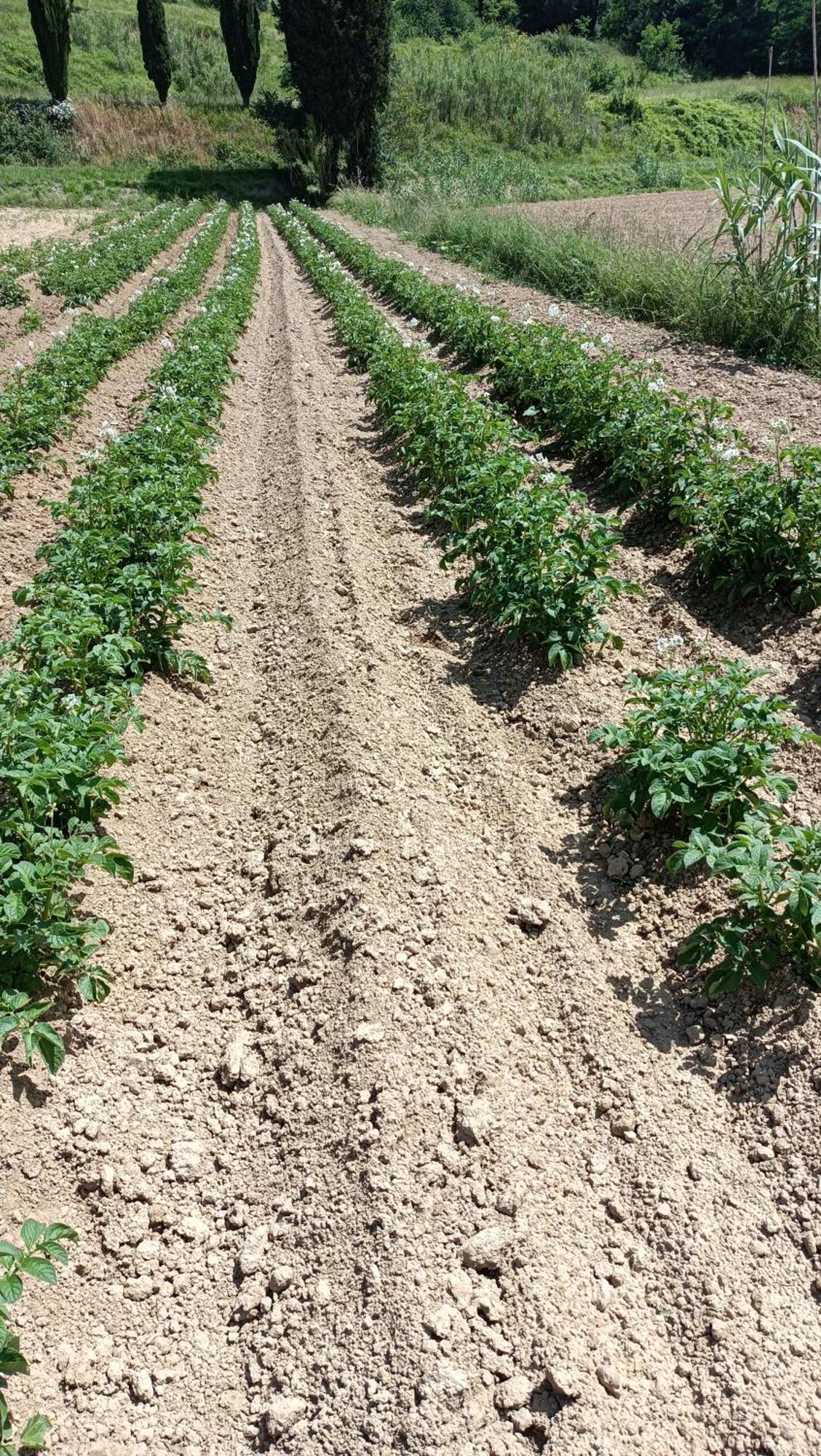 Podere Gian Battaglia Fucecchio Esterno foto