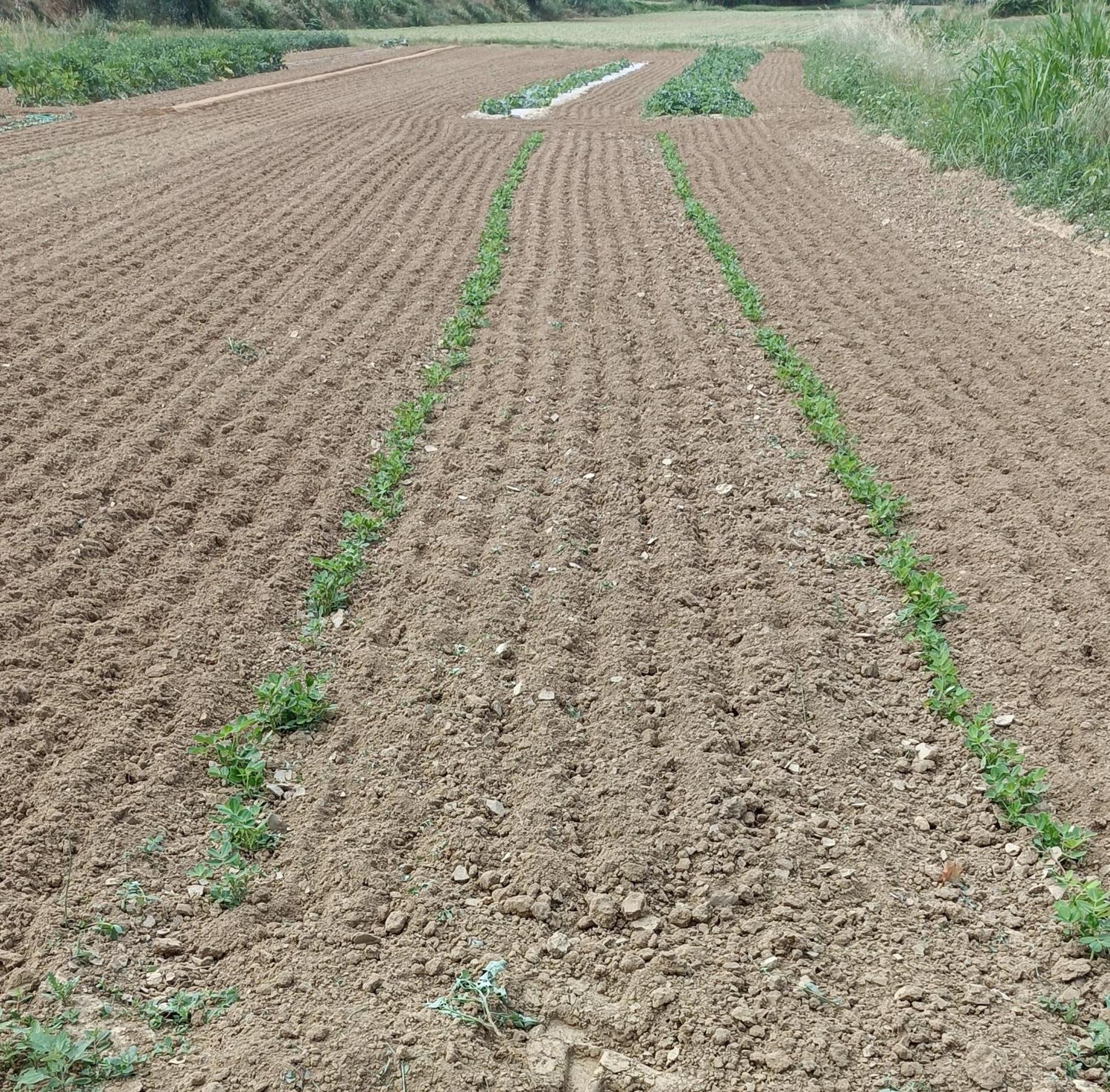 Podere Gian Battaglia Fucecchio Esterno foto